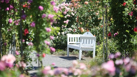 Weiße Bank in einem Rosengarten.