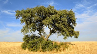 Auf einem abgeernteten Feld in Extramadura (Spanien) steht ein grüner Baum 