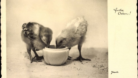 Küken trinken Wasser