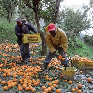 Saisonarbeiter ernten Orangen im Akkord