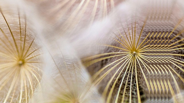 Sendungsbild SWR Kultur Matinee