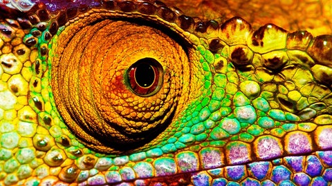 Nahaufnahme eines Chamäleon-Auges