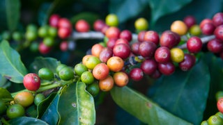 Kaffeestrauch in Brasilien