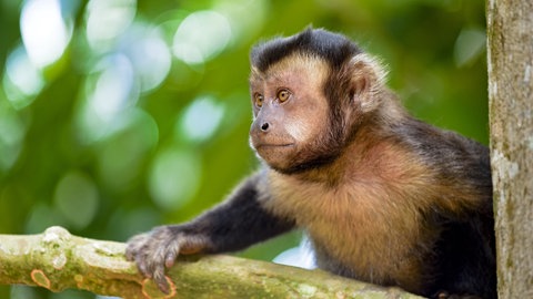 Ein Schwarzer Kapuzineraffe klettert in einem Baum im Regenwald bei Rio de Janeiro  Brasilien: Ein toter Affe im Wald lässt die Alarmglocken schrillen. Könnte ein Virus unterwegs sein, das auch für Menschen gefährlich ist?