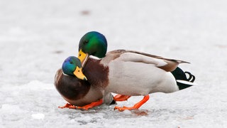 Ein Erpel knabbert einem anderen Erpel am Hals: Bei mehr als 1.500 Tierarten ist homosexuelles Verhalten dokumentiert