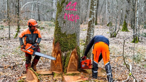 Forstleute fällen im März 2021 Eichen, die vom Nationalen Forstamt ONF zur Verwendung beim Wiederaufbau der Kathedrale Notre-Dame in Paris ausgewählt wurden