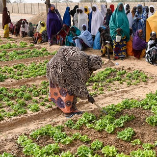 Frauen hacken und jäten Unkraut auf einem Feld: Ein Projekt in Maradi  Niger zur Armutsbekämpfung und Anpassung an den Klimawandel: Gemüsegarten mit Bewässerung durch Solar-Panel für Wasserpumpe,