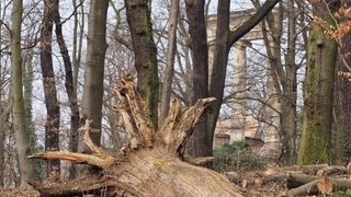 Ein umgestürzter Baum ohne Rinde liegt auf dem Ruinenberg beim Park Sanssouci auf der Erde. In den extremen Dürrejahren 2018 bis 2020 trockneten besonders auf der sandigen Kuppe des Berges teilweise die Baumkronen ein, alte Bäume starben ab.