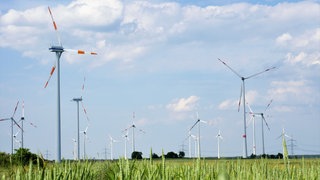 Windräder in Brandenburg. Mit neuen technischen Systemen soll sich die Gefahr von Vogelschlag minimieren lassen. Naturschützer schlagen auch vor, die Naturlandschaften aufzuteilen in Vogelschutz- und Windkraftzonen. 