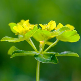 Vielfarbige Wolfsmilch (Euphorbia epithymoides): Die Pflanze galt lange als Unkraut, das stört, Platz wegnimmt oder Nutzpflanzen schädigt. Unkraut wurde vernichtet, oft mit chemischen Mitteln, die wiederum der Umwelt schaden. Heute weiß man, dass viele vermeintliche Unkräuter nützlich sind. 