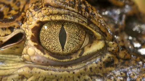 Auge eines Krokodils: Krokodile produzieren tatsächlich Tränen – allerdings nicht aus Trauer
