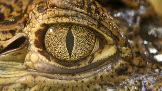 Auge eines Krokodils: Krokodile produzieren tatsächlich Tränen – allerdings nicht aus Trauer