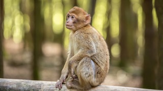 Ein Berberaffe sitzt auf einem Holzbalken im Affenberg Salem. Die Lebensqualität der Tiere muss in Zoos genauso hoch sein wie in Freiheit. Das wird in Deutschland auf dem Affenberg in Salem umgesetzt. Andere Zoos modernisieren sich, indem sie Gehege vergrößern und Steinböden und Gitter abschaffen.