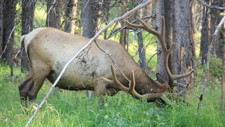 Hirsch fressend im Wald: Scott, Tour Guide im Yellowstone, erzählt: "Der Yellowstone war nicht wegen seiner Wildtiere unter Schutz gestellt worden. 1872 gab es hier Bisons, Hirsche, Wölfe, Bären – und das war nicht ungewöhnlich für die Vereinigten Staaten. Was es nur im Yellowstone gab, waren die heißen Quellen. Man könnte fast sagen, der Park wurde wegen seiner Landschaft unter Schutz gestellt."