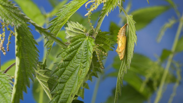 Blätter einer Brennnessel: Brennnesseln sind sehr wichtig fürs Ökosystem. Zahlreichen Insektenarten dienen sie als Brutstätte. Als sogenannte Zeigerpflanze weist die Brennnessel zudem auf stickstoffhaltigen Boden hin.