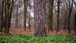 Bäume im Bois de Boulogne westlich von Paris  Frankreich