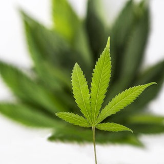 Blatt einer Hanfpflanze (Cannabis): Hanf ist weit mehr als ein Rauschmittel. Cannabis-Arzneien lindern Schmerzen. Aus Wurzeln und Blättern, Samen und Blüten werden Zusätze für Tee, Kosmetika, vegane Nahrungsmittel gewonnen. Hanffasern eignen sich außerdem als Rohstoff für das klimaschonende Bauen, für schadstoffarme Textilien und vieles mehr.