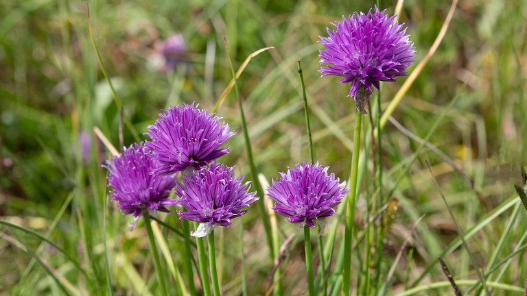 Violett blühender WIlder Schnittlauch: Ob fein gehackt im Quark, über Salate gestreut oder in selbstgemachter Kräuterbutter – Wilder Schnittlauch (Allium schoenoprasum) ist eine würzige Bereicherung für jeden Speiseplan.