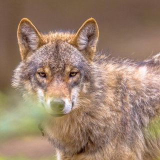 Wolf im Wald