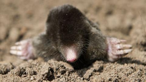 Maulwurf auf der Erde