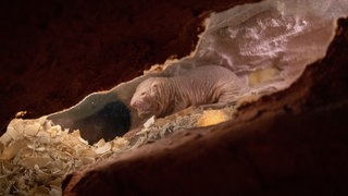 Ein Nacktmull in einem Höhlensystem des unterirdischen Zoos in Osnabrück 