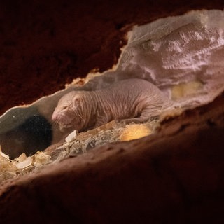 Ein Nacktmull in einem Höhlensystem des unterirdischen Zoos in Osnabrück 