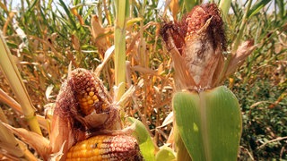 Mais (Zea mays) mit trockenheitsbedingten Schädigungen an den Kolben und den Maiskörner auf einem Feld in Hessen. Wüste, Dürre und extreme Trockenheit sind Begriffe, die inzwischen auch die deutsche Landwirtschaft beschreiben. Jedoch auch: Überschwemmungen, Flut und Starkregen. 