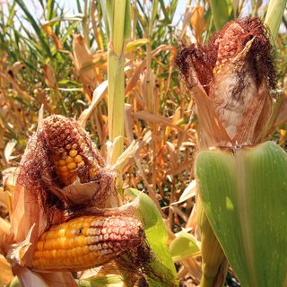 Mais (Zea mays) mit trockenheitsbedingten Schädigungen an den Kolben und den Maiskörner auf einem Feld in Hessen. Wüste, Dürre und extreme Trockenheit sind Begriffe, die inzwischen auch die deutsche Landwirtschaft beschreiben. Jedoch auch: Überschwemmungen, Flut und Starkregen. 