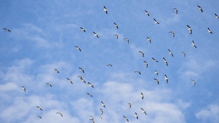 Rainer Maria Rilkes "Duineser Elegien" ist schwer zu verstehen.