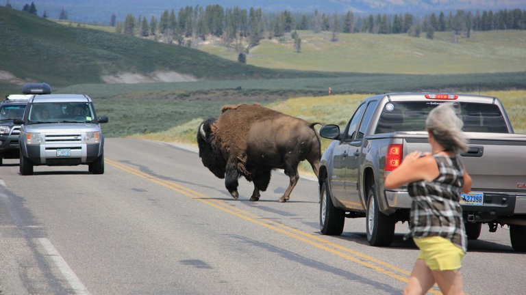 Bison zwischen Autos und Touristen: Im Sommer sind Erlebnisse in fast unberührter Wildnis eher selten: 4,8 Millionen Besucher zählte der Park im Jahr 2021 – die Mitarbeiter des Parks schätzen jedoch, dass sich 98 Prozent der Besucher nie mehr als 800 Meter von ihrem Auto entfernt bewegen