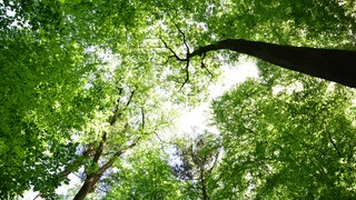 Waldbaden in Bad Iburg
