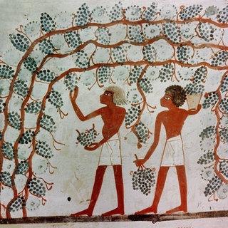 Das Gemälde aus dem Grab des Nacht in Ägypten zeigt das Sammeln von Trauben aus einer Laube, das Treten der Trauben und die Lagerung des Weins in Hars, etwa 1421 - 1413 v. Chr. Die ersten Hinweise auf Bier und Wein reichen mehr als 10.000 Jahre zurück und führen bis an die Anfänge menschlicher Zivilisation. Die alkoholischen Getränke waren beliebte, weil haltbare und nahrhafte Lebensmittel. 