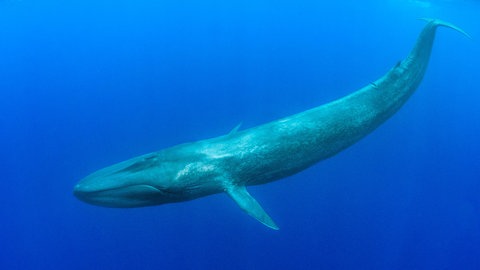 Ein ausgewachsener Blauwal