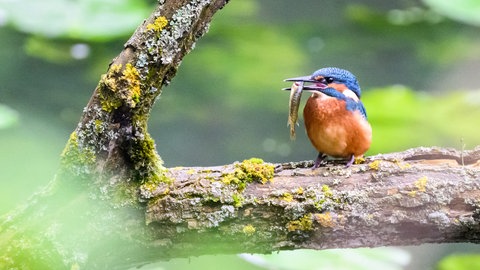 Ein Eisvogel mit einem kleinem Fisch im Schnabel verweilt auf einem Ast in der Alten Leine: Rewilding heißt die Idee, Wälder, Flussläufe und Moore in ihren natürlichen Zustand zu versetzen, um so die Artenvielfalt anzukurbeln, der Atmosphäre CO2 zu entziehen und Wildtiere anzusiedeln. 