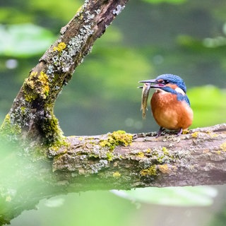 Ein Eisvogel mit einem kleinem Fisch im Schnabel verweilt auf einem Ast in der Alten Leine: Rewilding heißt die Idee, Wälder, Flussläufe und Moore in ihren natürlichen Zustand zu versetzen, um so die Artenvielfalt anzukurbeln, der Atmosphäre CO2 zu entziehen und Wildtiere anzusiedeln. 