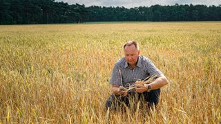 Landwirt auf einem Getreidefeld hält eine Weizenpflanze in den Händen: Psychische Probleme unter Landwirten sind ein Tabu. Neben Zukunftssorgen und pausenloser Arbeit belastet viele Bauern auch der gesellschaftliche Druck.