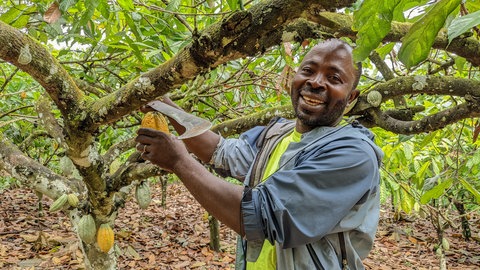 Kakaobauer Joseph Batsa ist 54 Jahre alt. Er ist auf dem Weg zu seinen Kakaobäumen. Seine Farm in Ghana beginnt an einem Bach, klares Wasser fließt den Hügel hinunter. Im Abstand von ein paar Metern hat er die Bäume gepflanzt, die Kakaoschoten wachsen direkt aus dem Stamm, manche sind erst fingerbreit, andere groß wie zwei Fäuste.