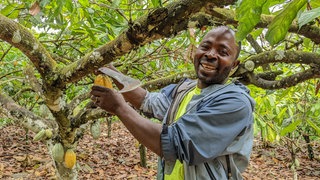 Kakaobauer Joseph Batsa ist 54 Jahre alt. Er ist auf dem Weg zu seinen Kakaobäumen. Seine Farm in Ghana beginnt an einem Bach, klares Wasser fließt den Hügel hinunter. Im Abstand von ein paar Metern hat er die Bäume gepflanzt, die Kakaoschoten wachsen direkt aus dem Stamm, manche sind erst fingerbreit, andere groß wie zwei Fäuste.