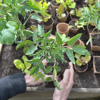 Tomatensetzlinge in Jiffy-Töpfen: Torf wirf für die Energieerzeugung und im Gartenbau verwendet. Für den Klimaschutz will die EU die Verwendung von Torf schrittweise verbieten. Hauptverbraucher wie Deutschland verzögern den Ausstieg.