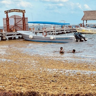 Jungen schwimmen in Puerto Morelos in Mexiko am Strand, der voller Algen ist. Ein gigantischer Algengürtel erstreckt sich von Cancún bis nach Afrika. Eine der Ursachen: der Klimawandel und die Abholzung am Amazonas.