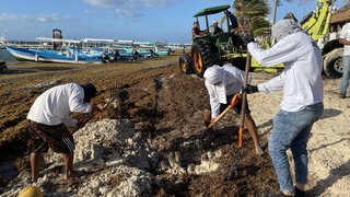 In Puerto Morelos  Mexiko reinigen Männer den Strand von den vielen Algen