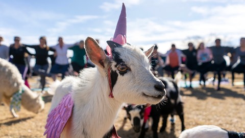 Da es keine Bildaufnahmen der letzten Einhornsichtung gibt, handelt es sich hierbei um ein Symbolbild 