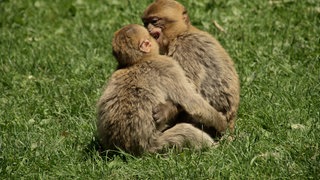 Berberaffen am Affenberg in Salem (Bodensee) beim Spielen.