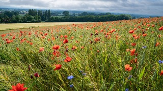 Rot blühende Mohnblumen durchziehen ein Getreidefeld in hügeliger Landschaft: Der Verlust vieler Insektenarten hat die Bevölkerung aufgeschreckt und die Politik zum Handeln bewogen. Bis 2030 soll die Landwirtschaft den Einsatz chemischer Pflanzenschutzmittel um die Hälfte reduzieren.