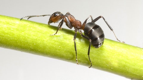 Rote Waldameise, Susanne Foitzik über die Ameisen im Science Talk.