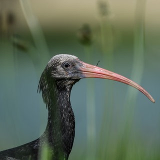 Ein junger Waldrapp auf einer Wiese in der Nähe des Bodensees: Jahrhundertelang lebte der Waldrapp in Deutschland – bis die Zugvogelart vor rund 400 Jahren vom Menschen ausgerottet wurde. Erst seit einigen Jahren sind die Waldrappe zurück, etwa bei Überlingen am Bodensee. Es ist das Ergebnis teurer Wiederansiedelungsbemühungen im Rahmen eines EU-Projekts. 