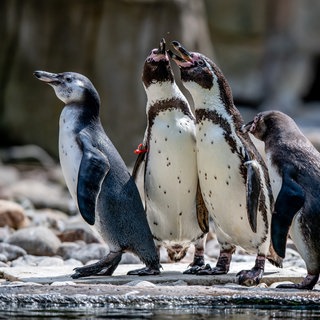 Humboldtpinguine