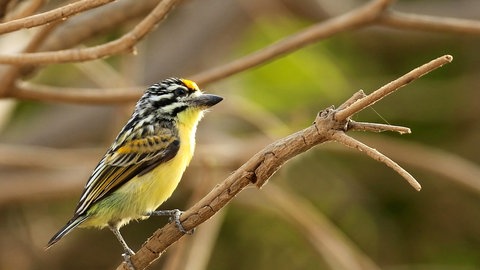 Gelbstirn-Bartvogel