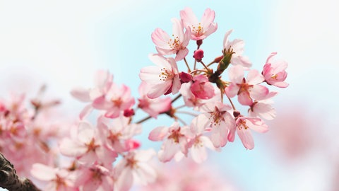 Kirschblüte in einem Park in Tokio