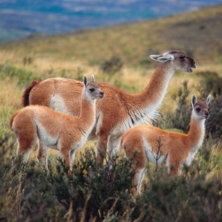 Neben zigtausenden Schafen streifen auch unzählige wildlebende Guanakos in Chile durch die patagonische Steppe in Magallanes. Dieses Bild könnte sich mit der Entwicklung der Wasserstoff-Industrie komplett verändern mit all ihren Straßen, Häfen, Windparks, Industrieanlagen, Strom- und Wasserleitungen. Außerdem müsste neuer Wohnraum für die Arbeiter und Angestellten der neuen Industrie entstehen. Der Lebensraum der Tiere ist bedroht.